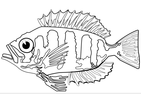 Priacanthus Hamrur Coloring Page